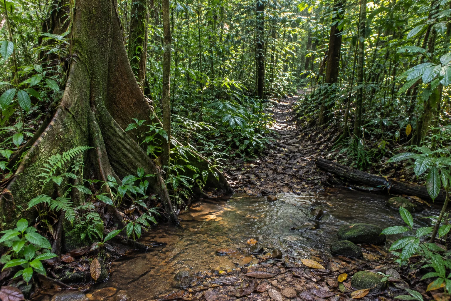 Ambiance inspirée du parcours « Sentier Lamirande à Matoury », illustration générée par IA.