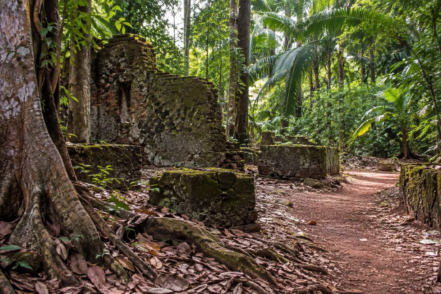 Ambiance inspirée du parcours « Sentier Vidal-Mondélice à Rémire-Monjoly », illustration générée par IA.